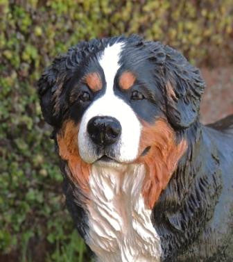 Bernese Mountain Dog