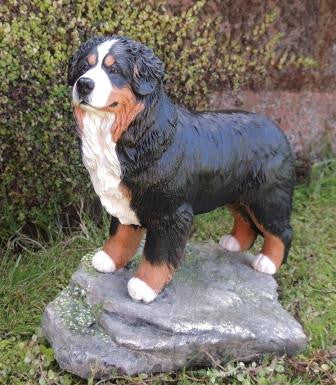 Bernese Mountain Dog