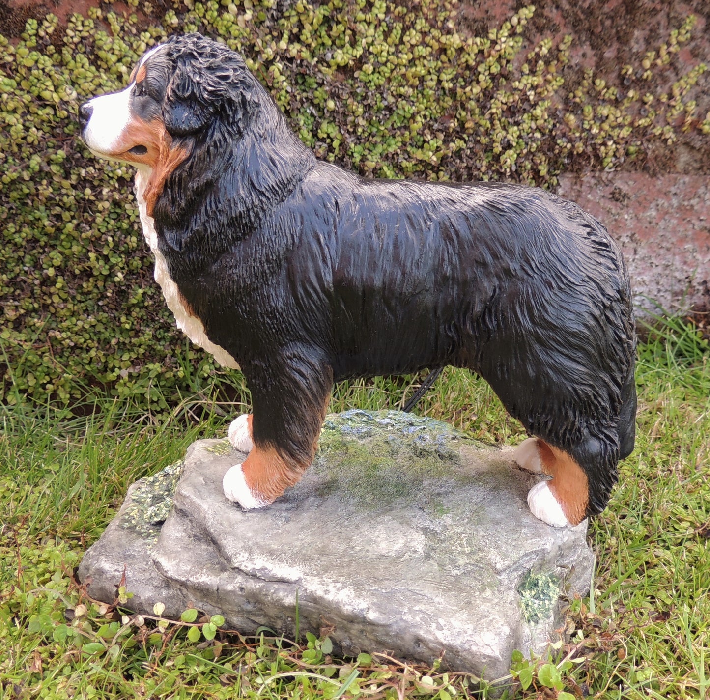 Bernese Mountain Dog