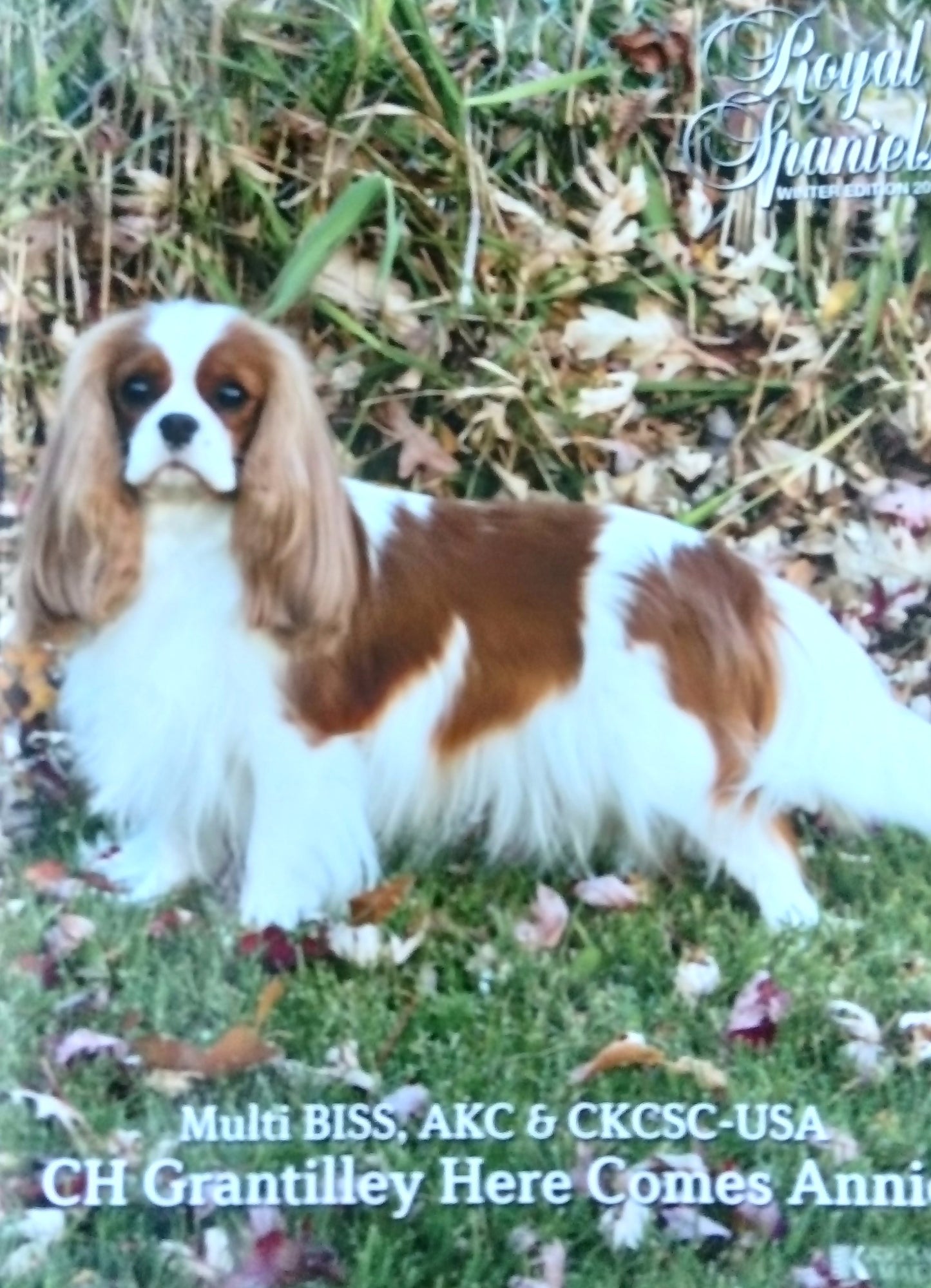 Royal Spaniels Magazine Winter 2010